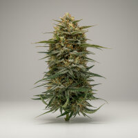 Autoflower Original OG Kush Fast Buds 2er