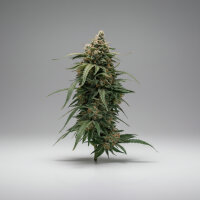 Autoflower Pineapple Express Fast Buds 2er