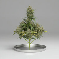 Autoflower Sour Jealousy Fast Buds 2er