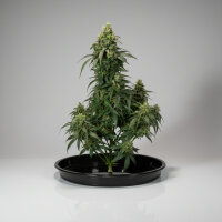 Autoflower CBD 20:1 Fast Buds 2er