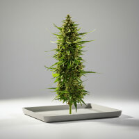 Autoflower Skunk Original Fast Buds 2er