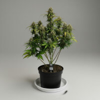 Autoflower Original Chemdawg Fast Buds 2er