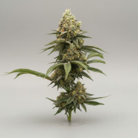 PAX Auto Lemon 3+1