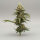 PAX Auto Lemon 3+1