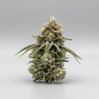 PAX Amnesia fem 3+1