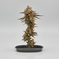 PAX Forbidden Fruit fem 3x