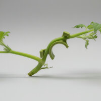 LST Klammer , 3D - gedruckt , groß