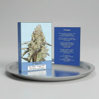 High Giraffe Seeds Feminized Lemon Orange 3 Stück