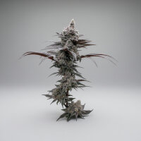 Solfire Gardens Feminized Lungbuster Samen 3 Stück