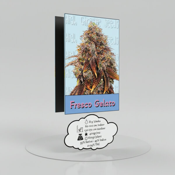 High Giraffe Seeds Fresco Gelato Feminized  3 Stück