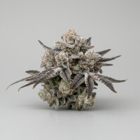 10x Stecklinge  Hernet /...