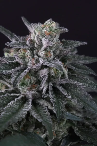 Paradise Seeds Gulupa 3 Samen