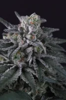 Paradise Seeds Gulupa 3 Samen